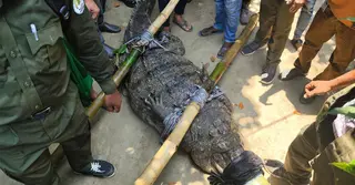 ৬০০ বছরের ঐতিহ্যের ইতি; বাগেরহাটের মাজারের দীঘির কুমির স্থানান্তর